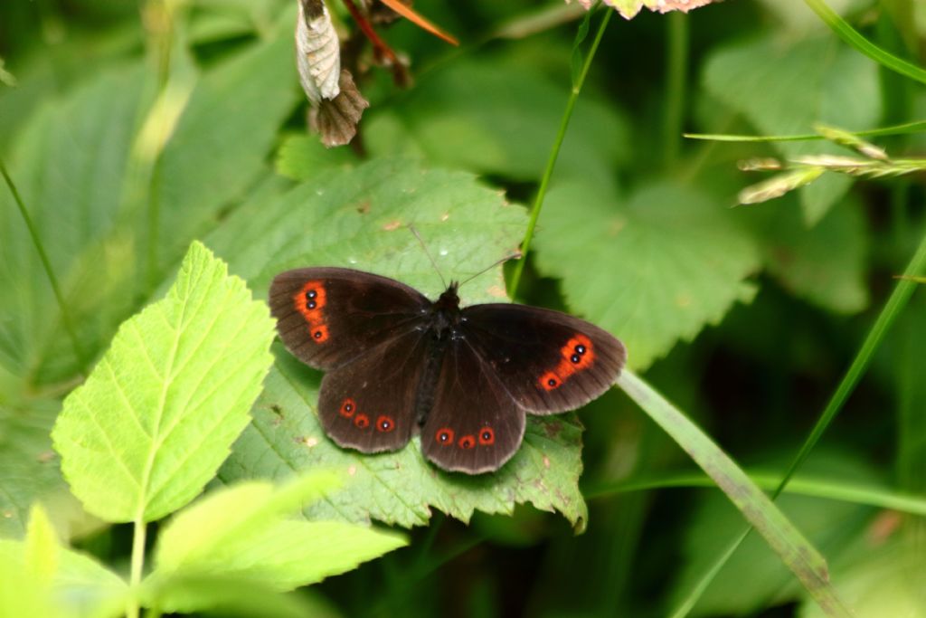 quale Erebia?   Erebia aethiops ed Erebia ligea